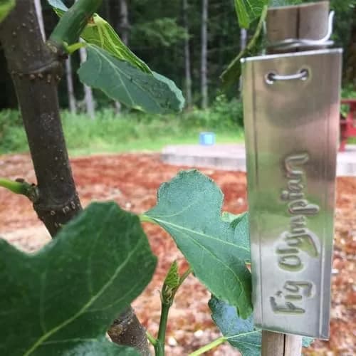 TINSKY Aluminum Plant Labels - 50PCS Metal Tags with Wires for Plant Markers, Tree Tags, Outdoor Identification and Greenhouse thumbnail 7