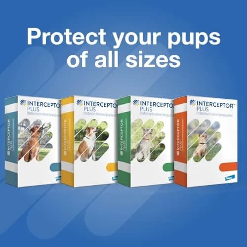 Interceptor Plus for Dogs 50.1-100 lbs. | Monthly Heartworm & Worm Protection thumbnail 9