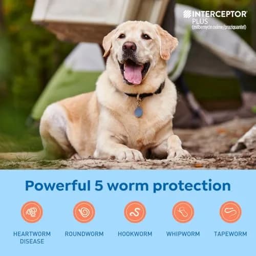 Interceptor Plus for Dogs 50.1-100 lbs. | Monthly Heartworm & Worm Protection thumbnail 3