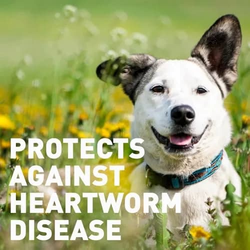 Interceptor for Dogs and Cats 26-50 lbs / 6.1-12 lbs | Heartworm & Worm Prevention thumbnail 9
