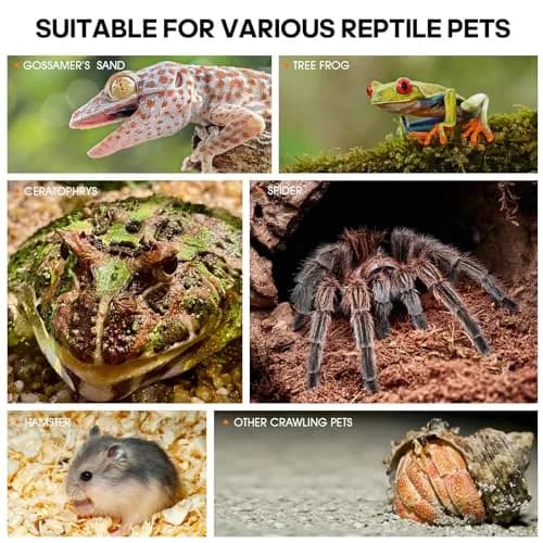 MYGIIKAKA Acrylic Jumping Spider Habitat 20cm (7.87") | Clear View Insect Terrarium for Small Pets thumbnail 7