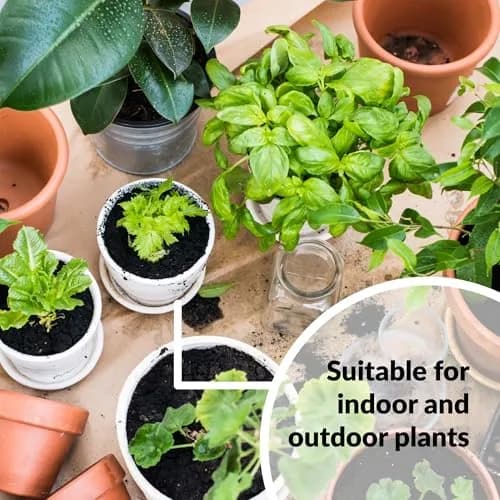 SUPERthrive Plant Vitamin Solution & Jobe's Fertilizer Spikes Bundle 1 Pint (29.57ml) + 15 Count | Boosts Growth & Nourishes Roots thumbnail 6