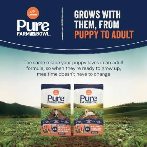CANIDAE Puppy Dry Food Salmon & Sweet Potato | Limited Ingredient, Protein-Rich Nutrition thumbnail 8