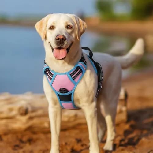 rabbitgoo Dog Harness, No Pull Medium Size | Adjustable, Breathable & Reflective thumbnail 7