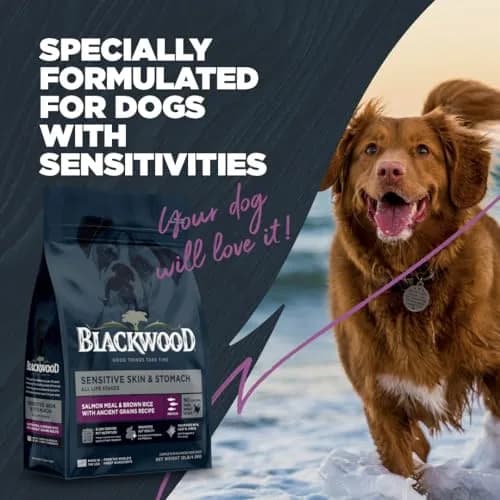 Blackwood Sensitive Premium Dry Dog Food, Salmon Meal & Brown Rice, 10 lb | Supports Skin & Digestion thumbnail 6