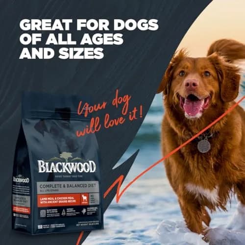 Blackwood Complete Premium Dry Dog Food, Lamb Meal & Brown Rice | Supports Digestion & Coat (120 chars) thumbnail 6