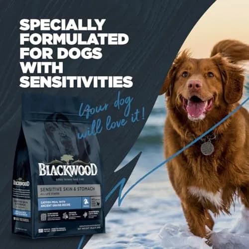 Blackwood Sensitive Skin & Stomach Dry Dog Food, 24 lb | Catfish Meal & Ancient Grains, USA thumbnail 6