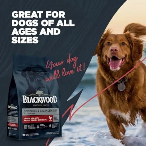 Blackwood Complete & Balanced Dry Dog Food, Chicken Meal, 24 lb | Supports Digestion & Coat thumbnail 6