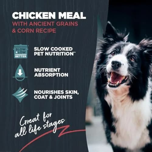 Blackwood Complete & Balanced Dry Dog Food, Chicken Meal, 24 lb | Supports Digestion & Coat thumbnail 2
