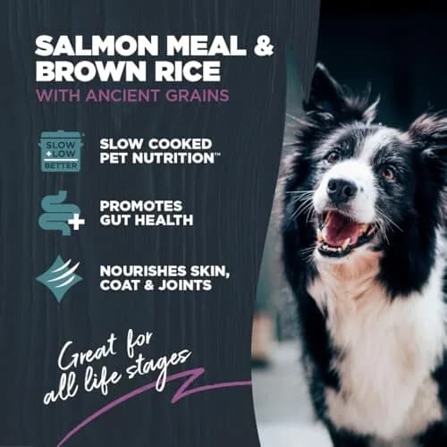 Blackwood Sensitive Premium Dry Dog Food, Salmon Meal & Brown Rice, 24 lb | Supports Skin & Digestion thumbnail 2