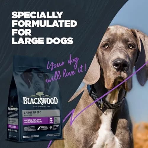 Blackwood Large Breed Premium Dry Dog Food, Whitefish & Ancient Grain 24 lb | Supports Joints & Digestion thumbnail 6
