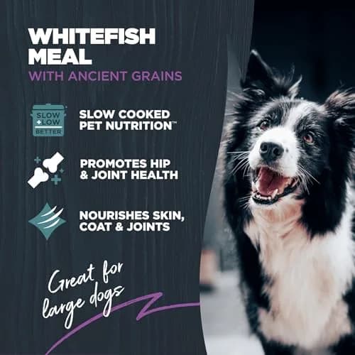 Blackwood Large Breed Premium Dry Dog Food, Whitefish & Ancient Grain 24 lb | Supports Joints & Digestion thumbnail 2