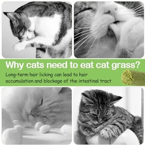 HavenJanny Cat Grass Teething Stick 100g (3.52 oz) | Chicken Flavor for Dental Health & Hairball Control thumbnail 3