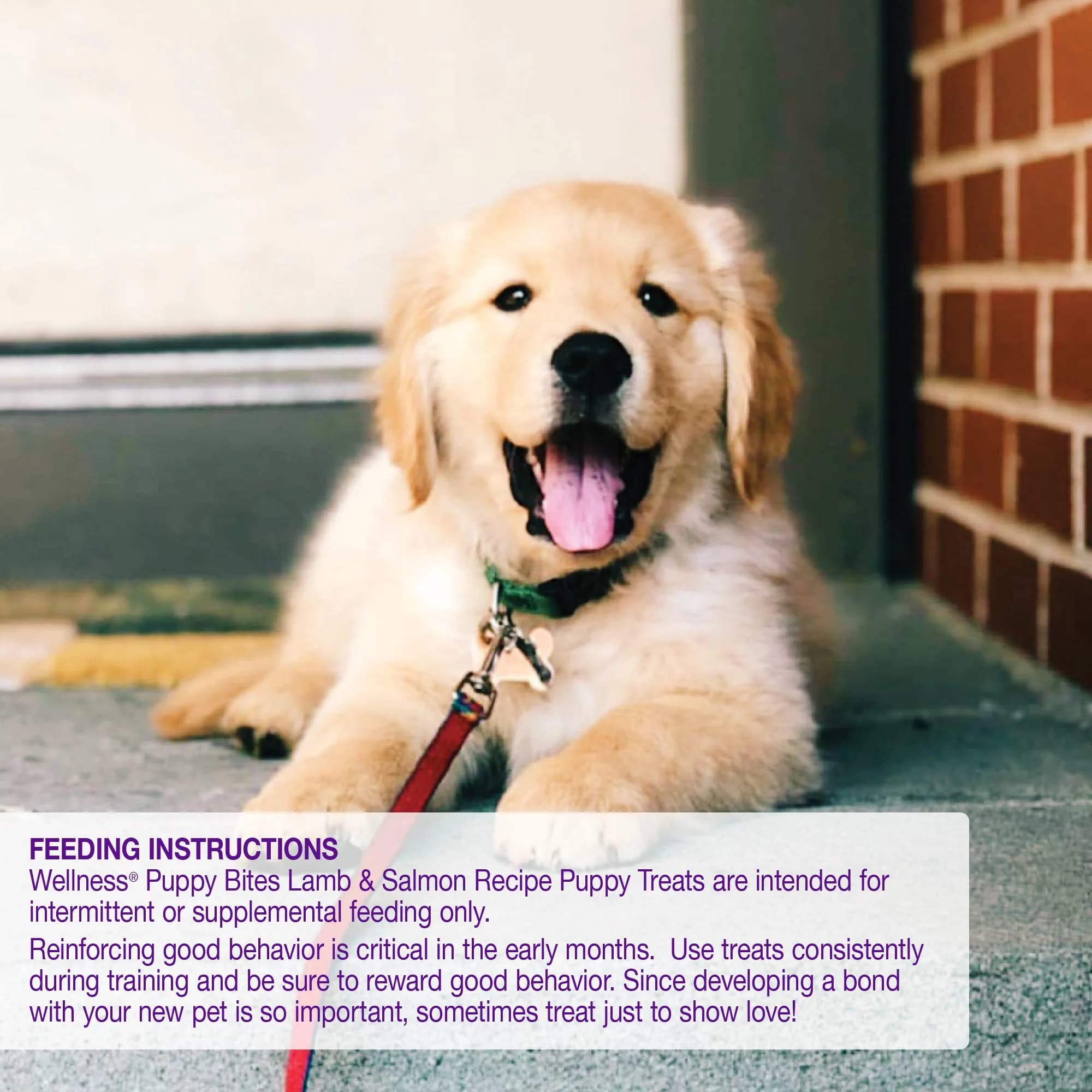Wellness Soft Puppy Bites Lamb & Salmon Recipe Puppy Treats 16oz (454g) | Grain-Free Training Treats with DHA - view 6