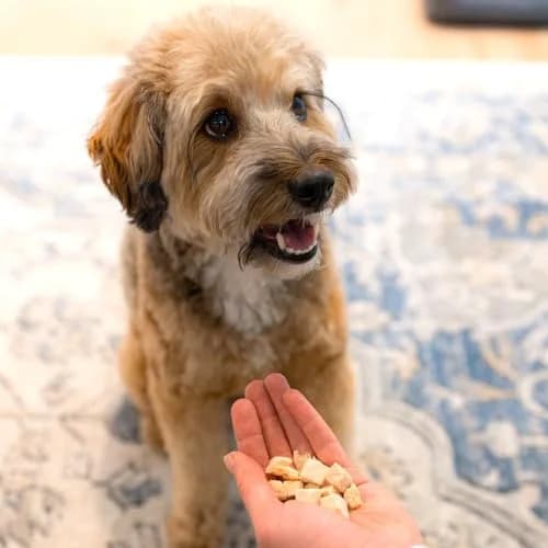 Pupford Freeze Dried Chicken Breast Treats for Dogs & Puppies (3 oz) | Healthy, Natural, Single Ingredient Dog Treats thumbnail 6