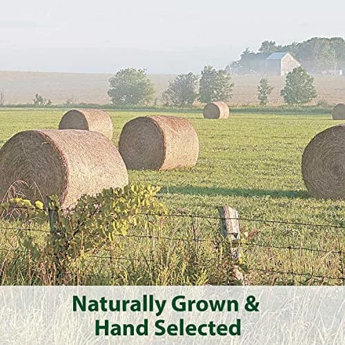 Kaytee Timothy Hay Blend Cubes for Small Animals, 1.81 kg (2 x 16 oz) | High Fiber Digestive Support thumbnail 7