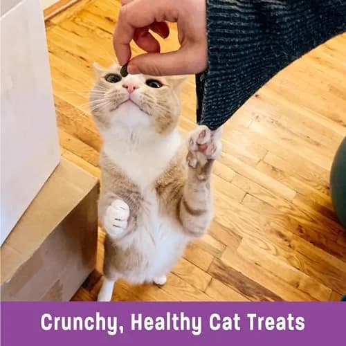 Wellness Kittles Crunchy Natural Grain Free Cat Treats, Salmon & Cranberries Recipe, 4 oz (Pack of 2) thumbnail 5