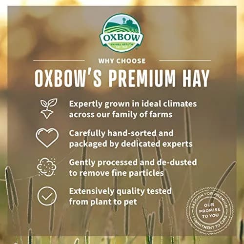 Oxbow Timothy Hay for Rabbits & Guinea Pigs, 15 oz (425 g) Pack of 2 | High Fiber Digestive Health thumbnail 3