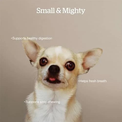Now Fresh Good Gravy Small Breed Adult Dry Dog Food, Salmon, 3.5 lb | Supports Digestion & Weight Control thumbnail 3