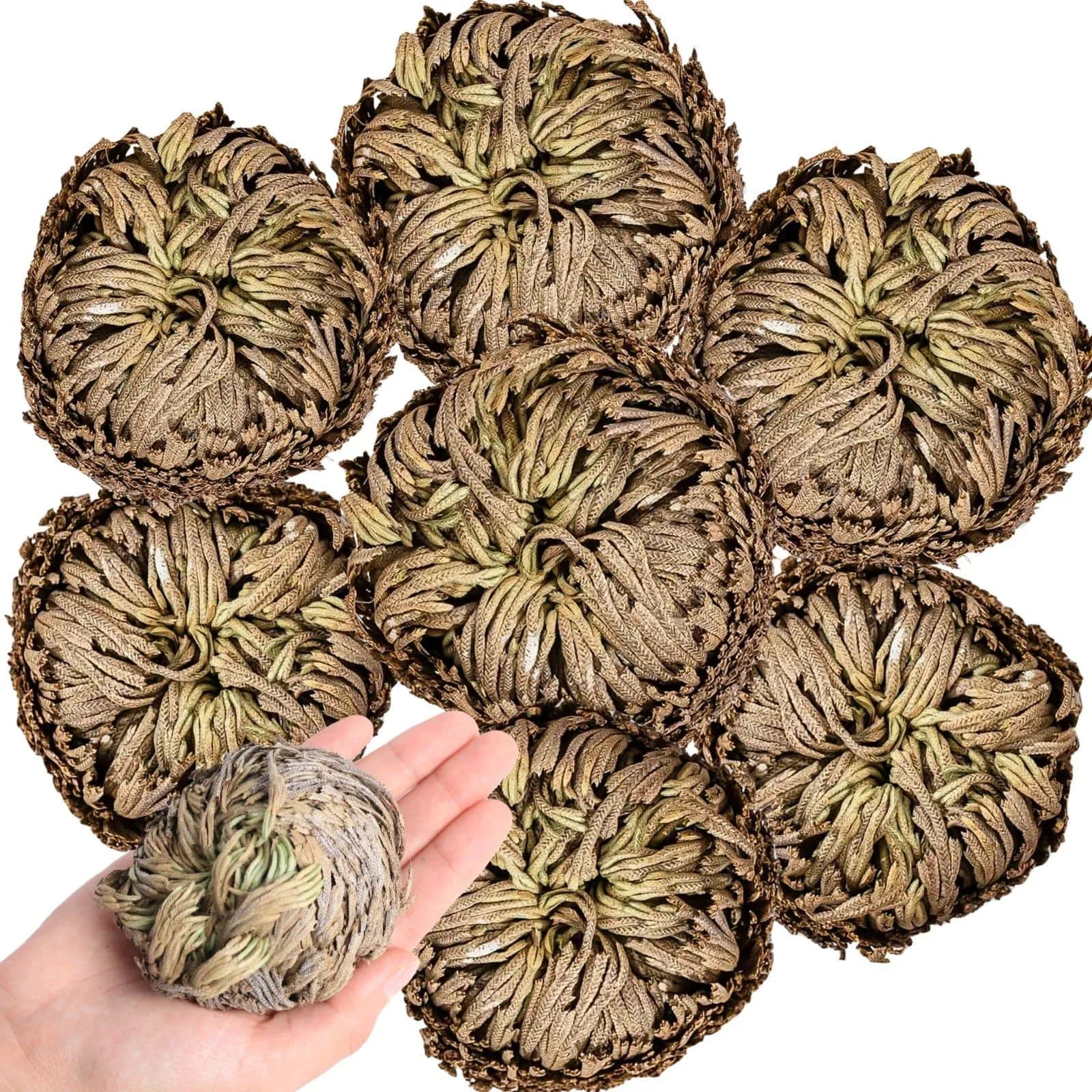 EquSym Rose of Jericho Dried Plants 17 Pack (0.2 lb / 0.09 kg) | Spiritual Purification & Home Decor — 7-Pack