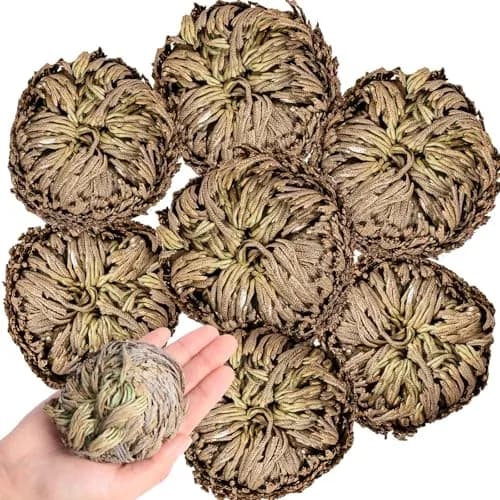 EquSym 7 Pack Rose of Jericho Dried Plants 2.5-3.5in | Natural Resurrection Plant for Spiritual Purification & Home Decor thumbnail 1