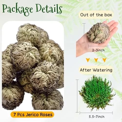 EquSym 7 Pack Rose of Jericho Dried Plants 2.5-3.5in | Natural Resurrection Plant for Spiritual Purification & Home Decor thumbnail 4