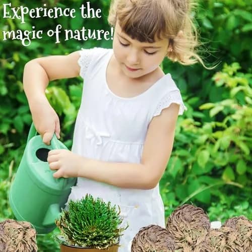 EquSym 7 Pack Rose of Jericho Dried Plants 2.5-3.5in | Natural Resurrection Plant for Spiritual Purification & Home Decor thumbnail 5