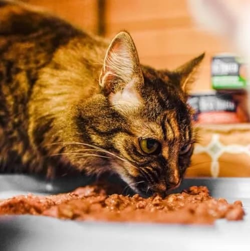 Best Breed Dr. Gary's Tuna & Chicken Canned Food for Cats - 24 x 5.5 oz. | Complete Carnivore Meal with Omega-3 thumbnail 3