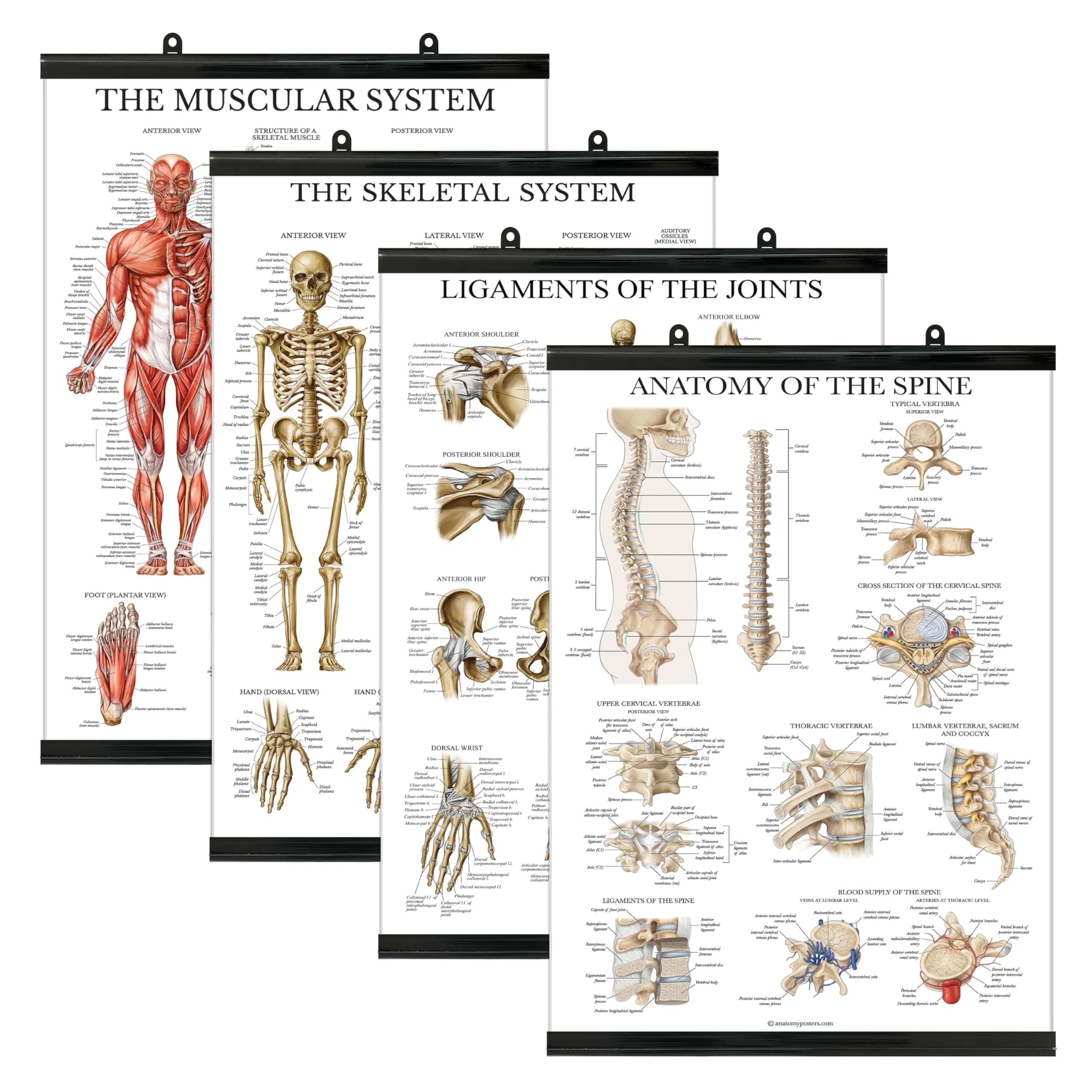 Palace Learning Anatomical Poster Set - Muscular, Skeletal, Ligaments, Spine Charts - 4-Pack, 18" x 24" (45.7 x 61 cm) - main product image
