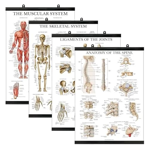 Palace Learning Anatomical Poster Set - Muscular, Skeletal, Ligaments, Spine Charts - 4-Pack, 18" x 24" (45.7 x 61 cm) thumbnail 1