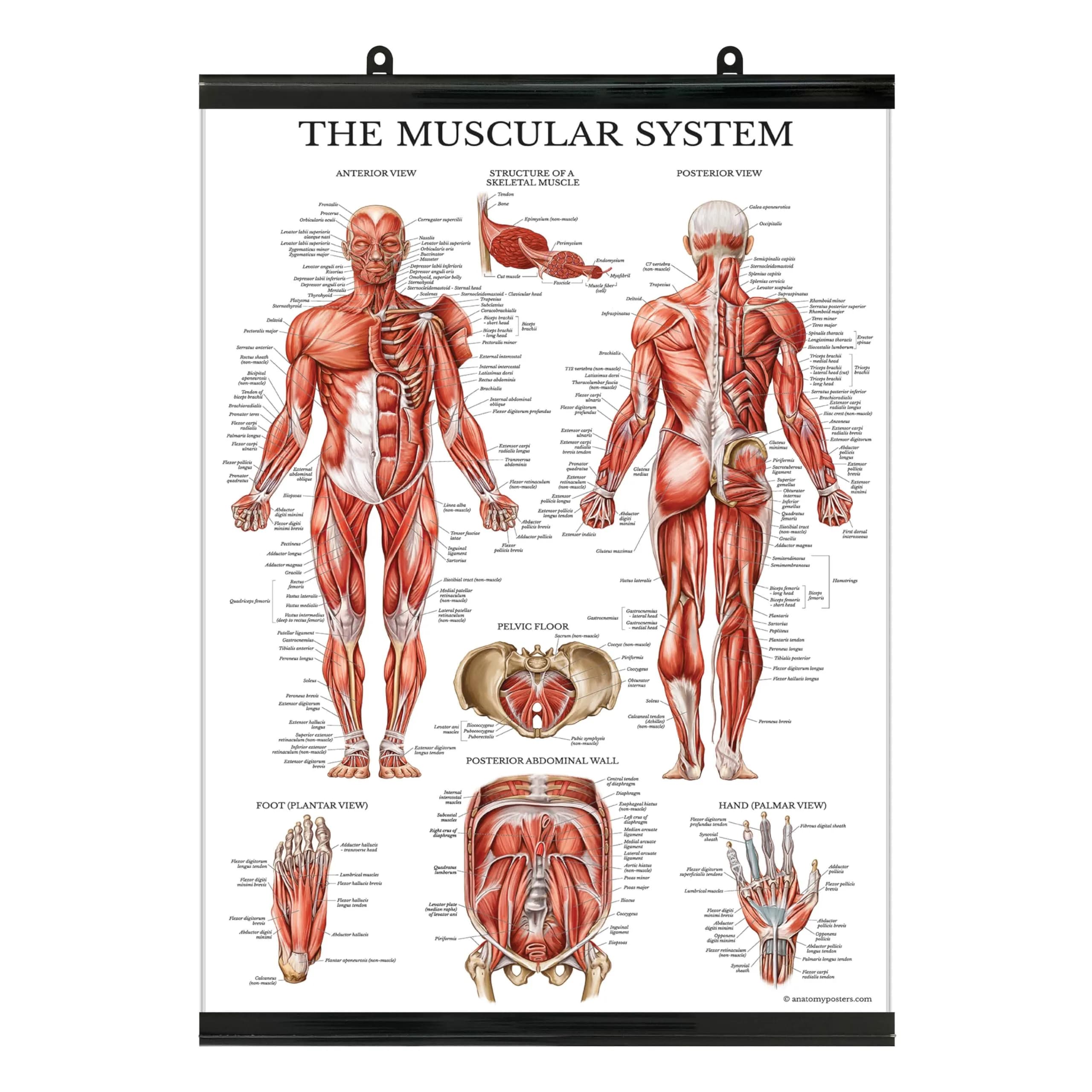Palace Learning Muscular System Anatomical Poster - Laminated with Plastic Frame - 45cm x 60cm (18" x 24") | Educational Wall Chart for Classrooms - main product image