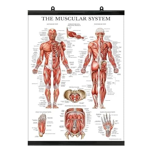 Palace Learning Muscular System Anatomical Poster - Laminated with Plastic Frame - 45cm x 60cm (18" x 24") | Educational Wall Chart for Classrooms thumbnail 1