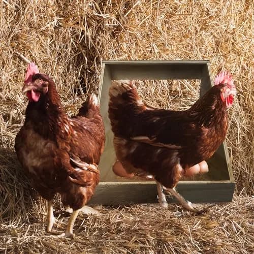 Farm Innovators Handcrafted Wood Chicken Nesting Box 3-Pack | Secure, Fully Assembled, Versatile thumbnail 5