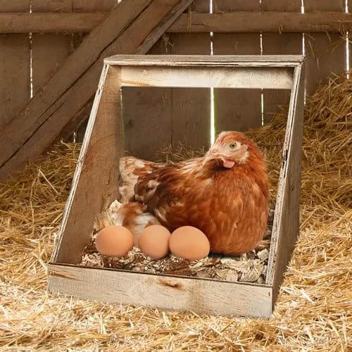 Farm Innovators Handcrafted Wood Chicken Nesting Box 3-Pack | Secure, Fully Assembled, Versatile thumbnail 7