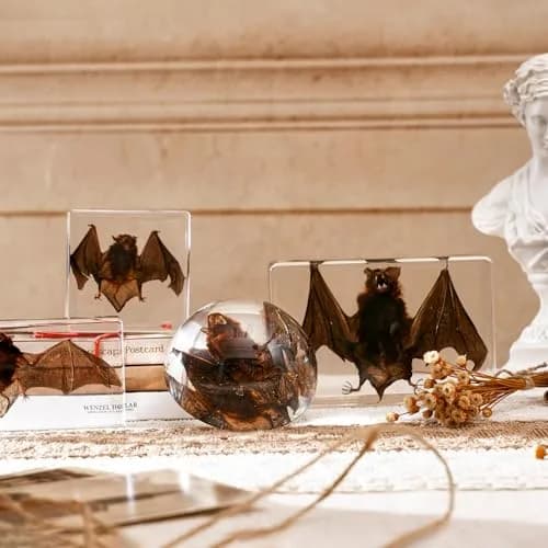 WAVEBEEXS Taxidermy Bat in Resin | Gothic Animal Specimen for Education & Decor thumbnail 8