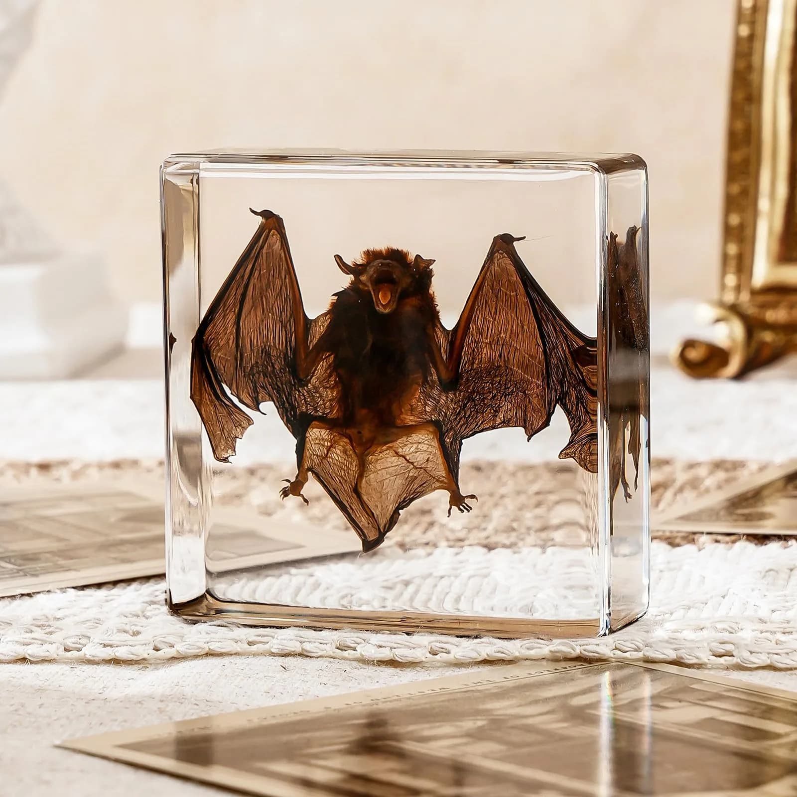 WAVEBEEXS Taxidermy Bat in Resin 3x3x1in | Macabre Animal Specimen for Education & Decor