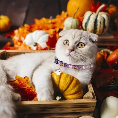 Yizepet Cat Collars with Bells, Breakaway Kitten Collar, Cute Kitty Collar, Pet Supplies Accessories | Adjustable from 7.8-10.2 inches thumbnail 6