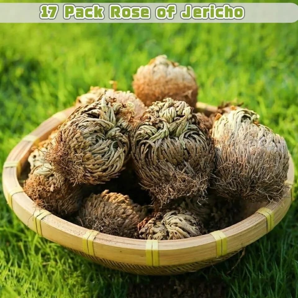 EquSym Rose of Jericho Dried Plants 17 Pack (0.2 lb / 0.09 kg) | Spiritual Purification & Home Decor thumbnail 3