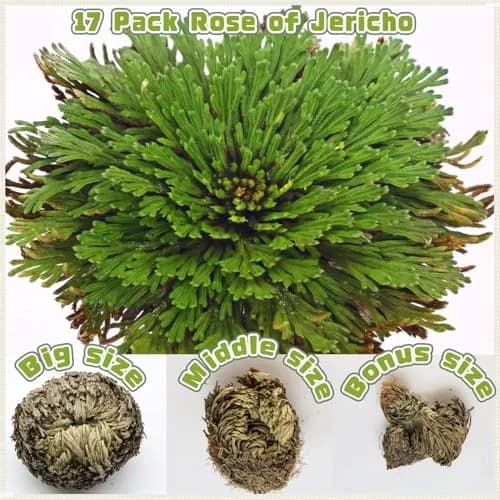 EquSym Rose of Jericho Dried Plants 17 Pack (0.2 lb / 0.09 kg) | Spiritual Purification & Home Decor thumbnail 5
