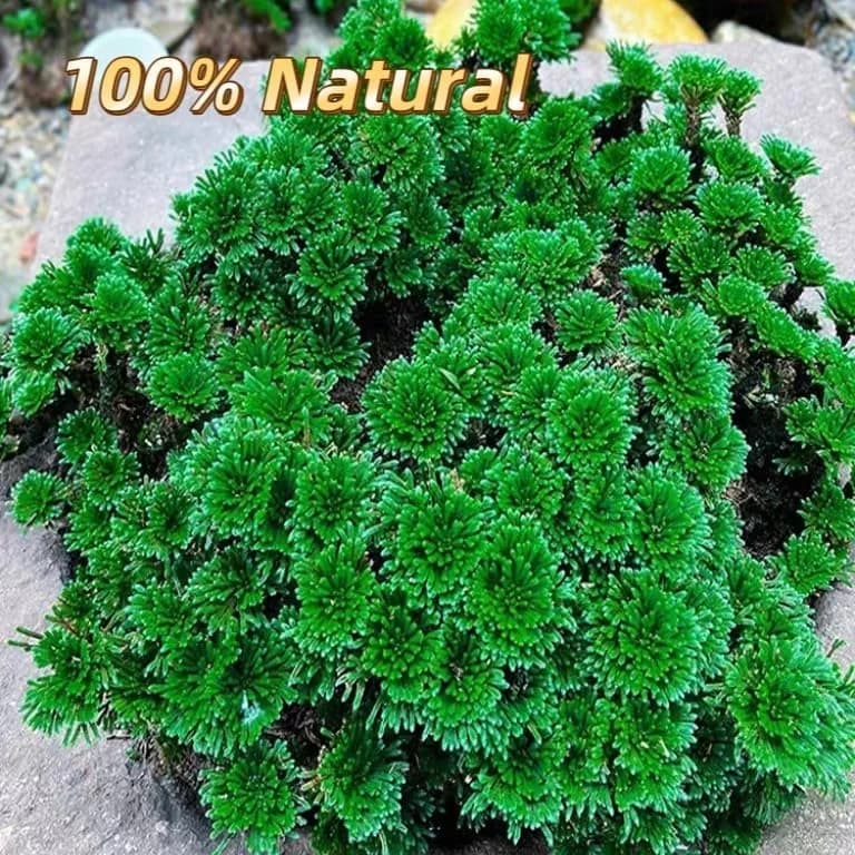 EquSym Rose of Jericho Dried Plants 17 Pack (0.2 lb / 0.09 kg) | Spiritual Purification & Home Decor thumbnail 7