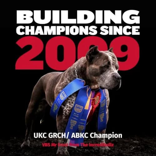 Bully Max 2-in-1 Muscle Builder Chewable Tablets for Dogs - 60 Tabs (2 Bottles) thumbnail 8