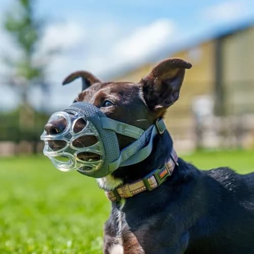 Baskerville INVISA Basket Dog Muzzle Size 1 | Transparent, Comfortable & Safe for Small Dogs thumbnail 2