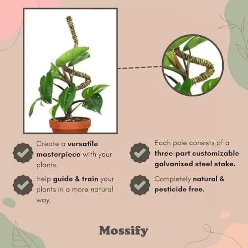 Mossify Bendable Moss Pole 3 Pack Assorted 16/30/42'' | Original Patented Design for Climbing Plants thumbnail 5