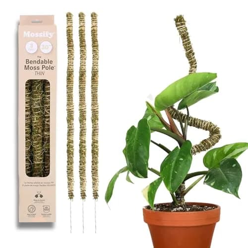 Mossify Bendable Moss Pole 30'' (76.2 cm) - 3 Pack, Natural Forest Moss | Flexible Climbing Plant Support for Monstera, Pothos, Philodendron thumbnail 1