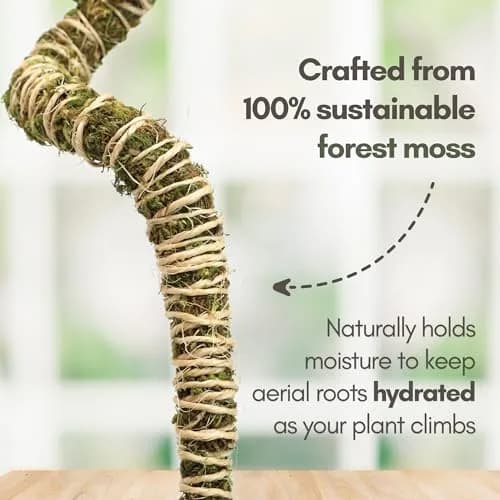 Mossify Bendable Moss Pole 30'' (76.2 cm) - 3 Pack, Natural Forest Moss | Flexible Climbing Plant Support for Monstera, Pothos, Philodendron thumbnail 5
