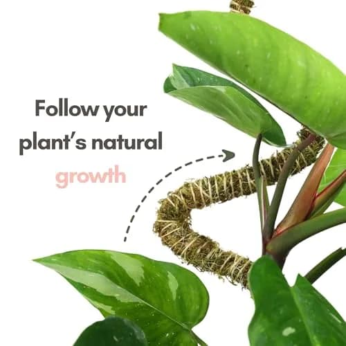 Mossify Bendable Moss Pole 30'' (76.2 cm) - 3 Pack, Natural Forest Moss | Flexible Climbing Plant Support for Monstera, Pothos, Philodendron thumbnail 6