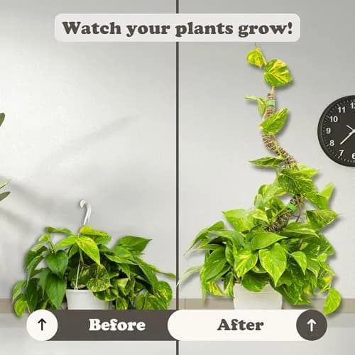Mossify Bendable Moss Pole 30'' (76.2 cm) - 3 Pack, Natural Forest Moss | Flexible Climbing Plant Support for Monstera, Pothos, Philodendron thumbnail 8