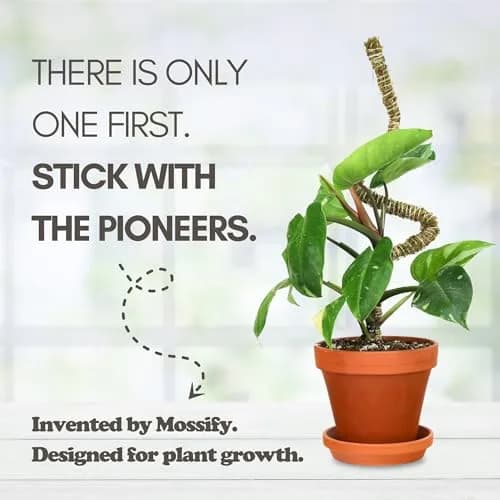 Mossify Bendable Moss Pole 30'' (76.2 cm) - 3 Pack, Natural Forest Moss | Flexible Climbing Plant Support for Monstera, Pothos, Philodendron thumbnail 3