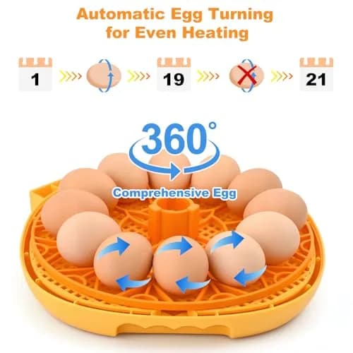 Cliseve Automatic Egg Incubator with Turner & Temp/Humidity Display (12-Egg Capacity) thumbnail 4