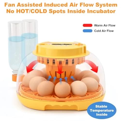 Cliseve Automatic Egg Incubator with Turner & Temp/Humidity Display (12-Egg Capacity) thumbnail 5